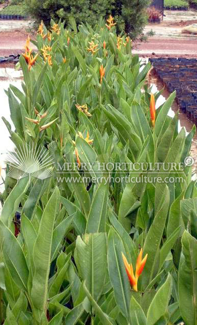 Heliconia Nickeriensis